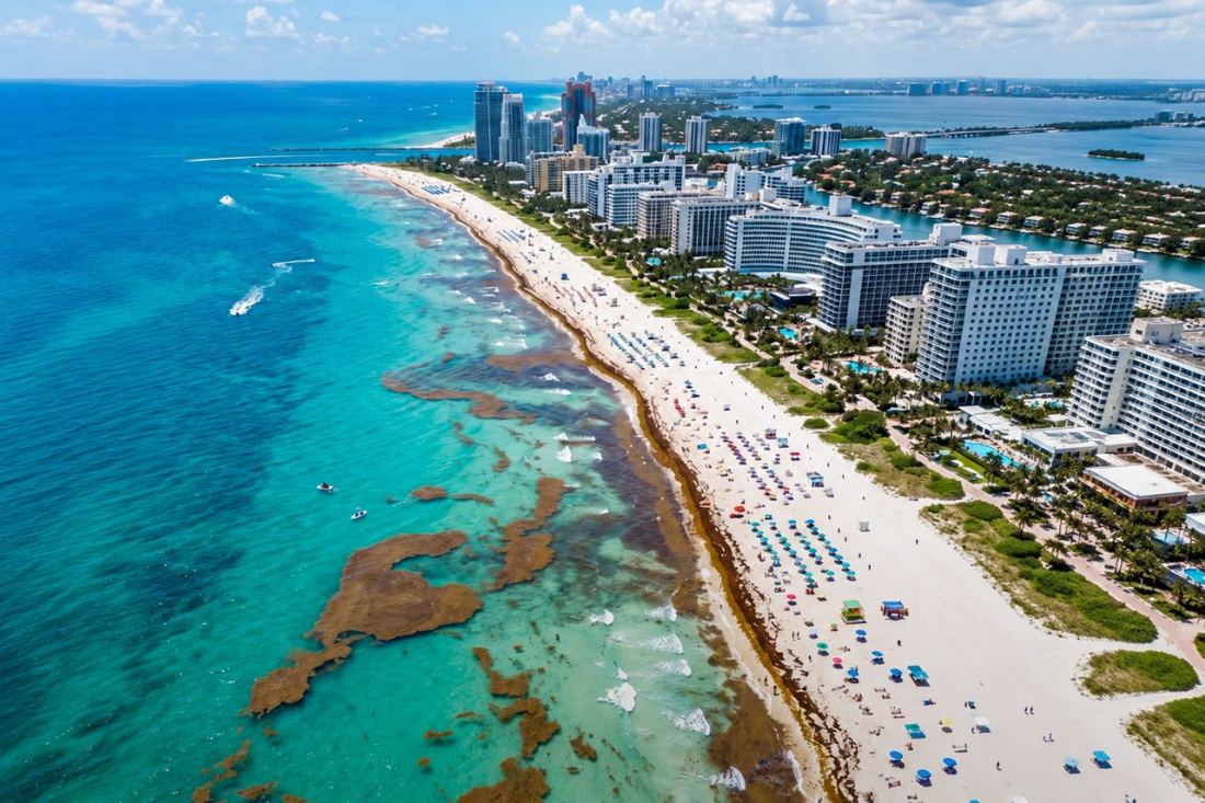 Miami Beaches Brace For Worst Sargassum Season On Record