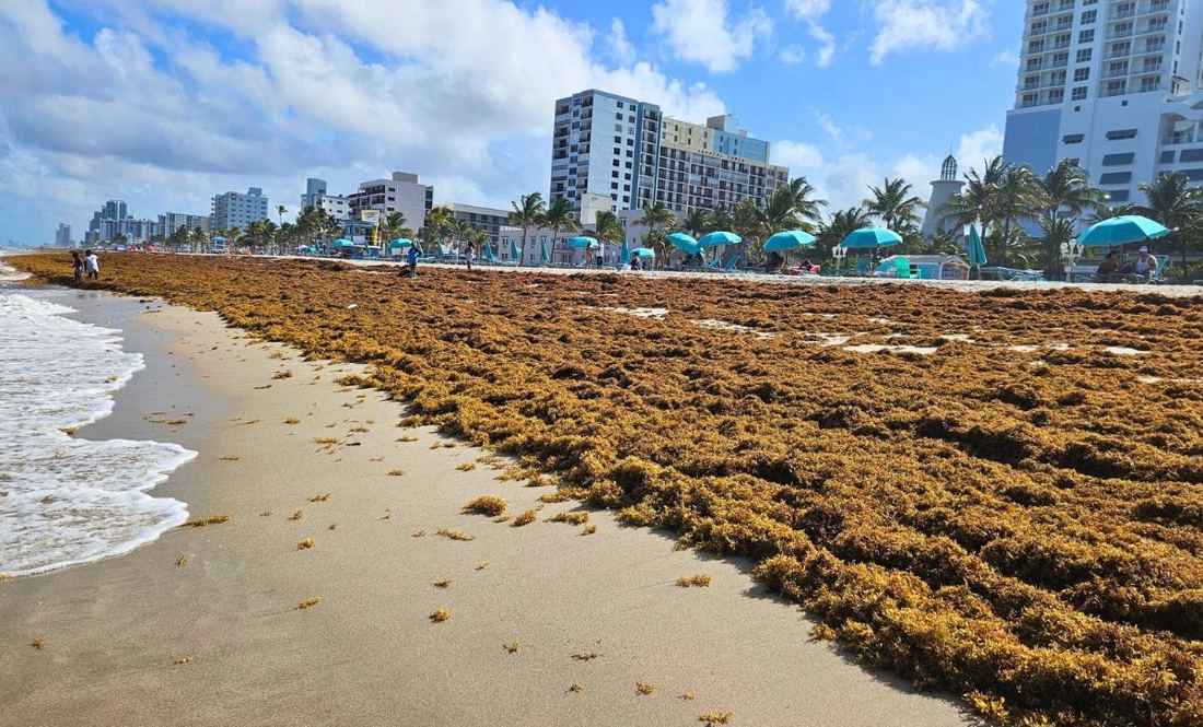 Record Levels of Sargassum Invading Florida Beaches in 2026