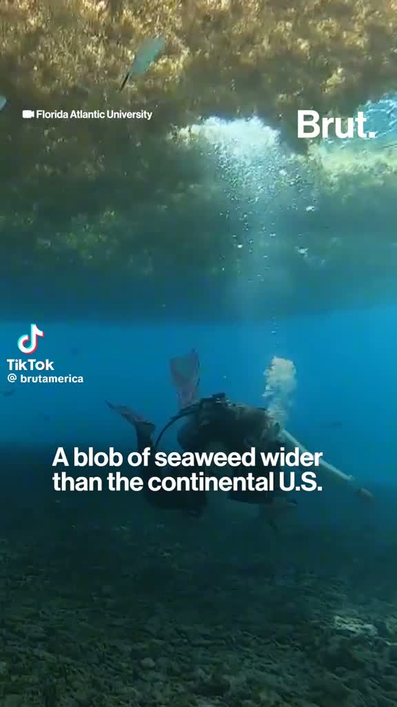 A blob of seaweed wider than the continental U.S. — Great Atlantic Sargassum Belt