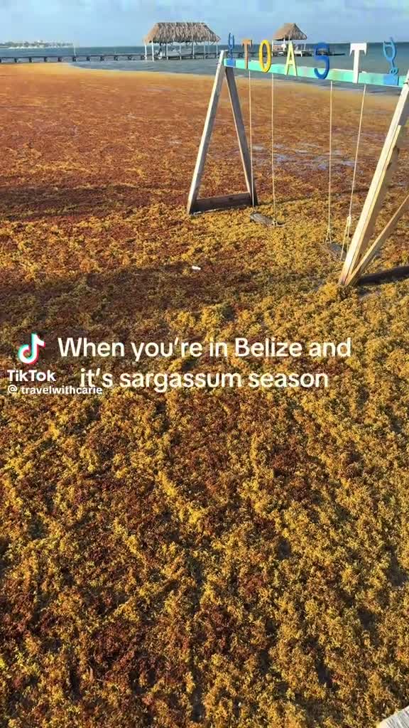 “When you're in Belize and it's Sargassum season” — Belize coast