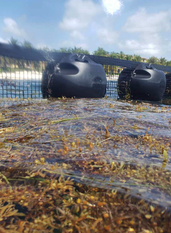 A floating boom barrier holding back Sargassum in clear water. Documentary photograph.
