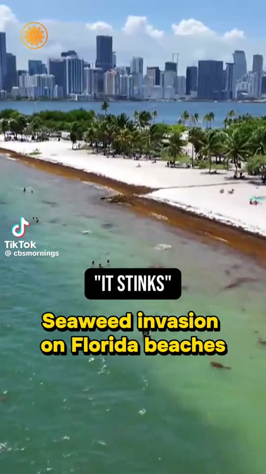 CBS Mornings: “It stinks” — seaweed invasion on Florida beaches — Virginia Key, Miami, Florida