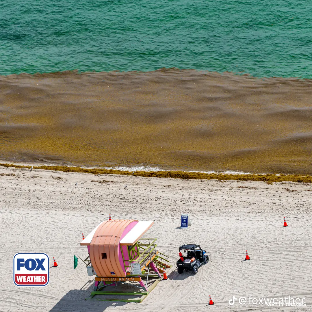 Aerial view of a solid brown sargassum raft filling the nearshore water off Miami Beach beside a lifeguard tower