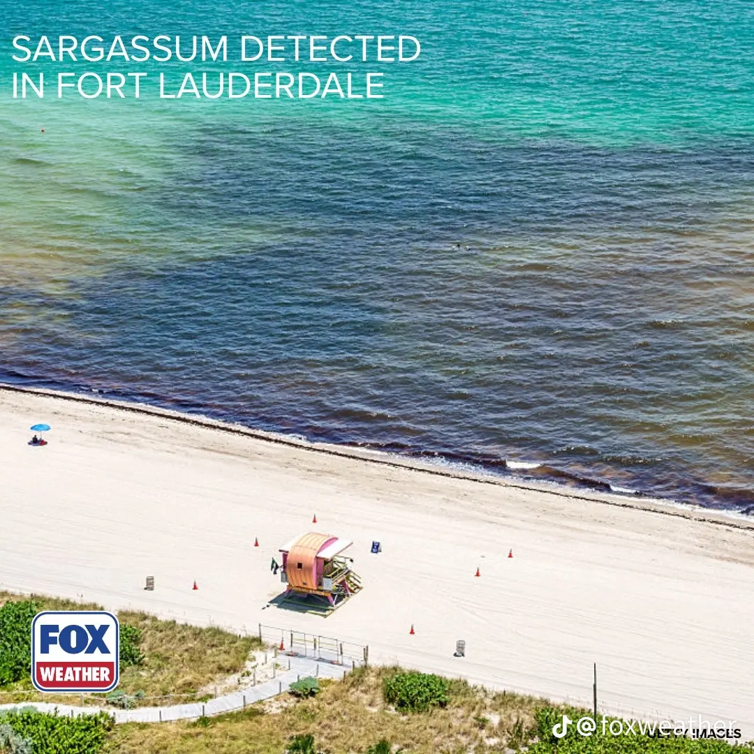 Aerial view of a dark sargassum band arriving along the Fort Lauderdale shoreline