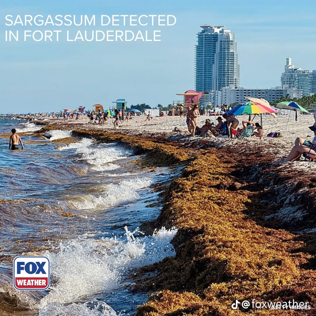 Beachgoers on Miami Beach sand beside a thick gold-brown wrack line breaking in the surf