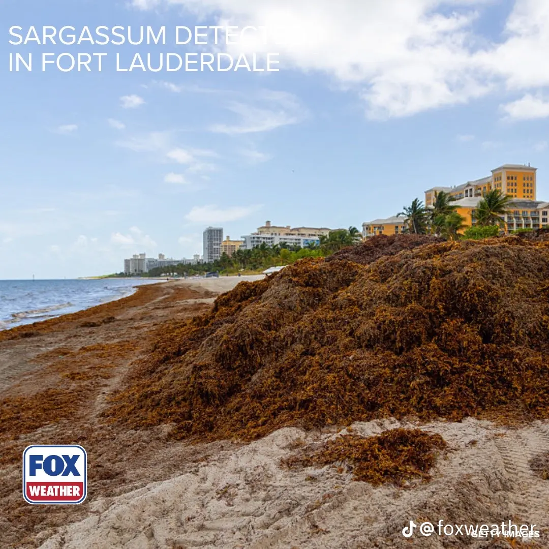 A large mound of brown sargassum piled on the sand in front of oceanfront resort towers