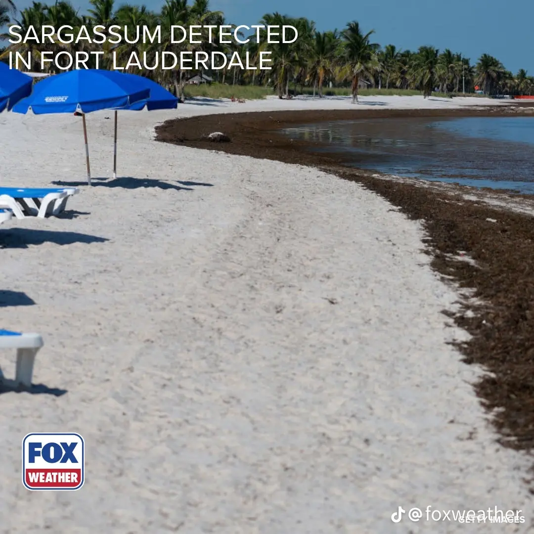 White sand beach with umbrellas beside a curving dark brown sargassum line in shallow water