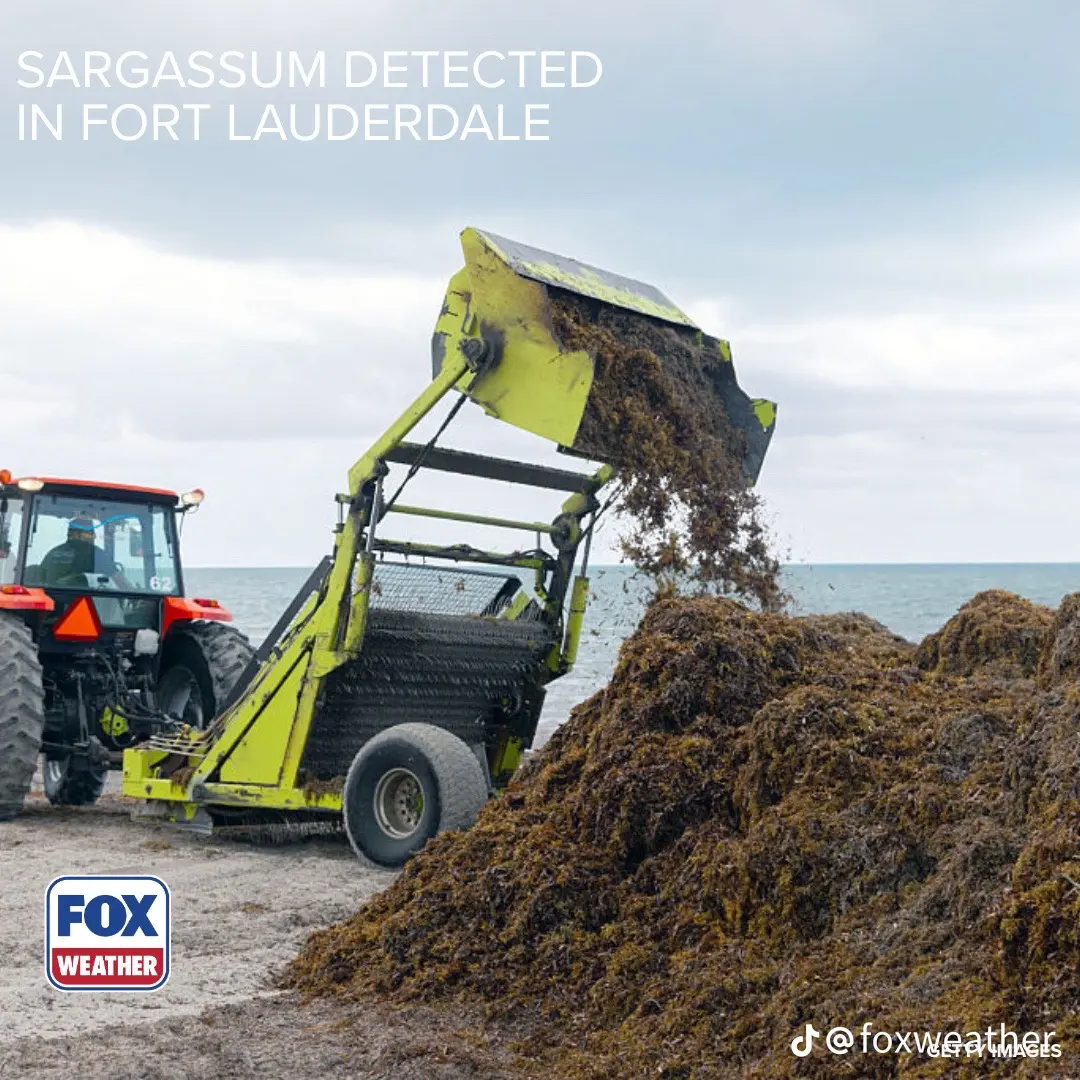 A tractor-mounted beach cleaner dumping a load of harvested sargassum onto a large pile