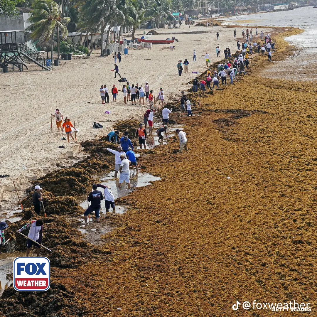 Dozens of workers raking sargassum by hand along a Caribbean beach covered in thick brown algae