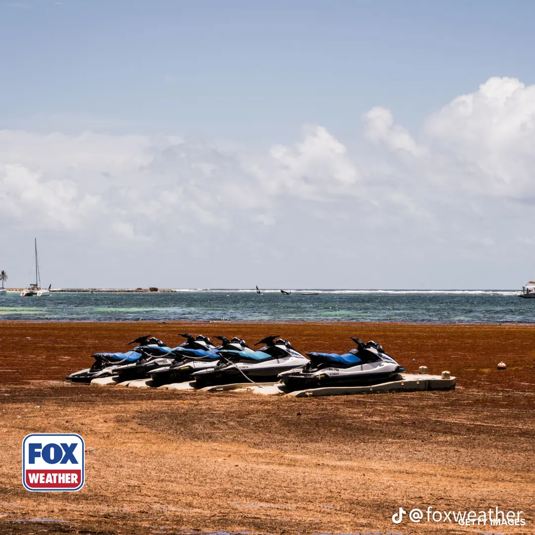 Jet skis on a floating dock surrounded entirely by a thick reddish-brown sargassum raft