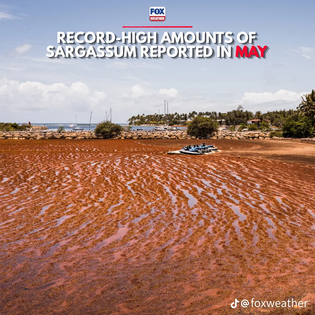 A bay filled shore to breakwater with rippled reddish-brown sargassum during record May arrivals