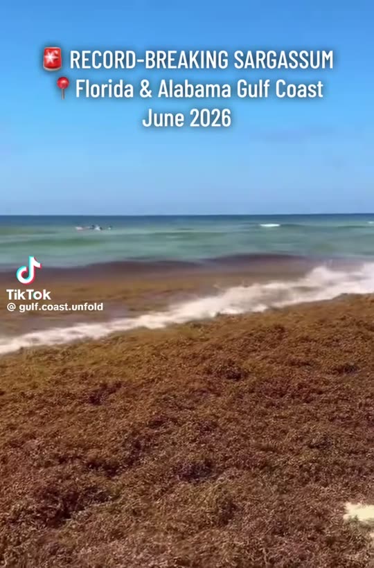 Record-breaking sargassum on the Florida & Alabama Gulf coast — Perdido Key, Florida–Alabama line