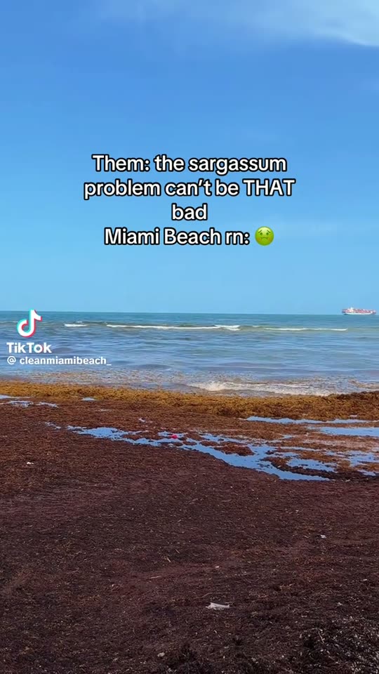 “The sargassum problem can’t be THAT bad” — Miami Beach right now — Miami Beach, Florida