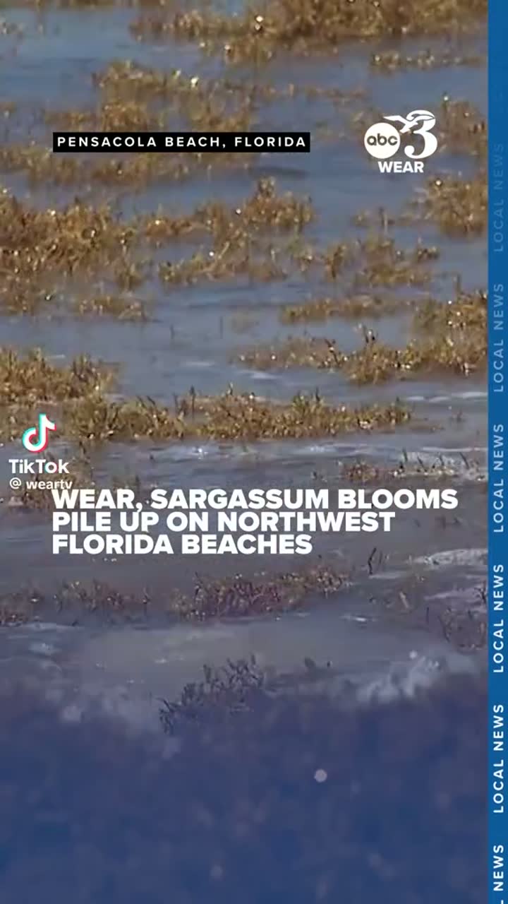 WEAR-TV: blooms pile up on northwest Florida beaches — Pensacola Beach, Florida