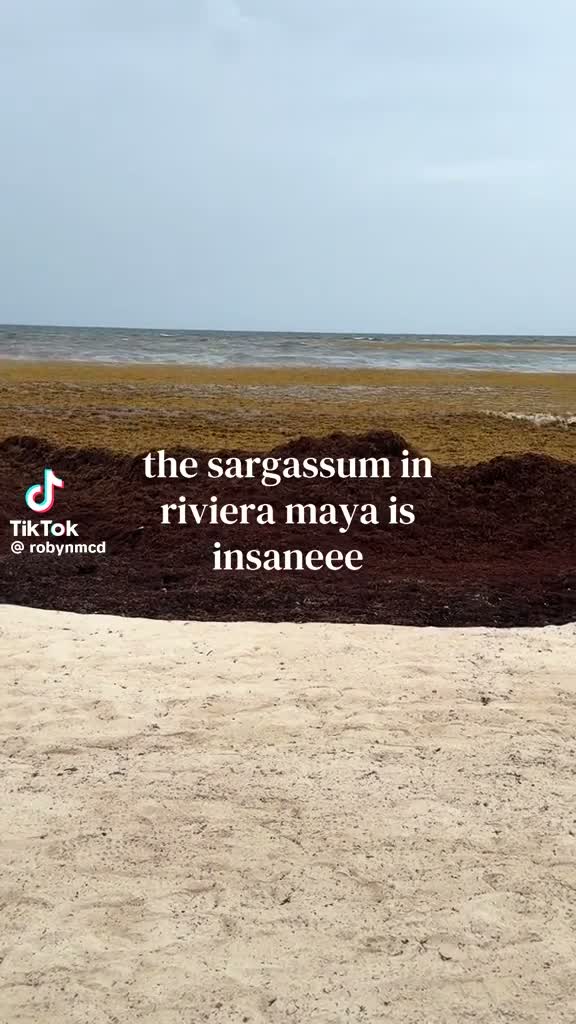 “The sargassum in Riviera Maya is insane” — Riviera Maya, Quintana Roo