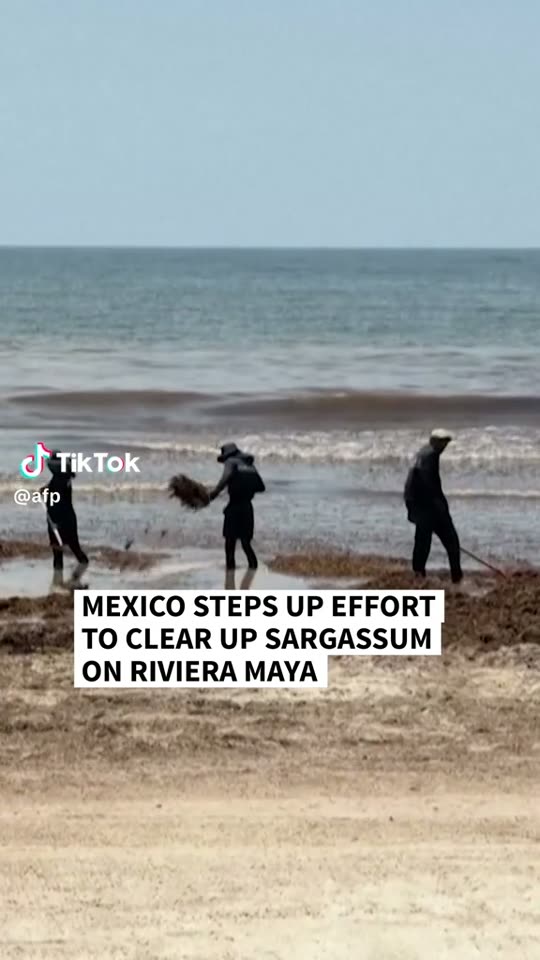 AFP: Mexico steps up the clean-up on the Riviera Maya — Riviera Maya, Quintana Roo