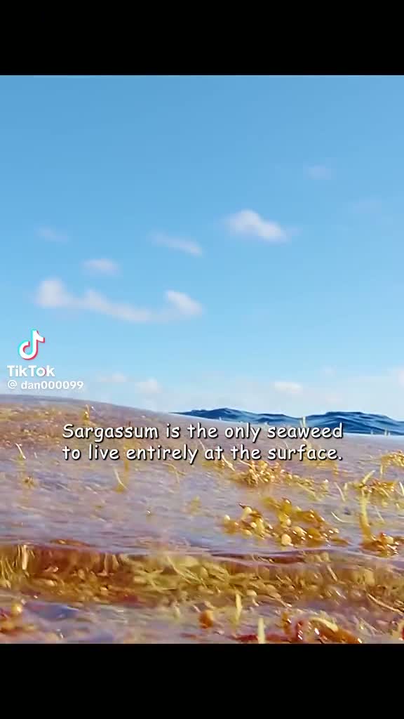 The only seaweed that lives entirely at the surface — Open Atlantic surface raft